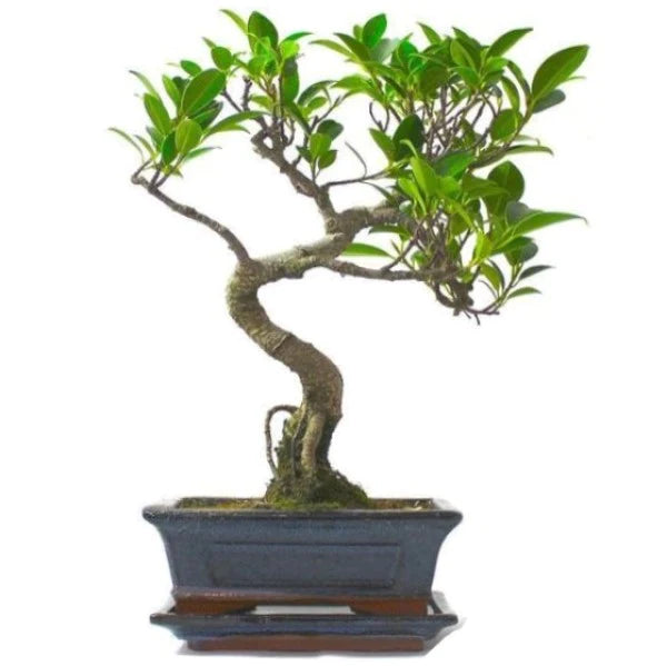 Ficus S Bonsai