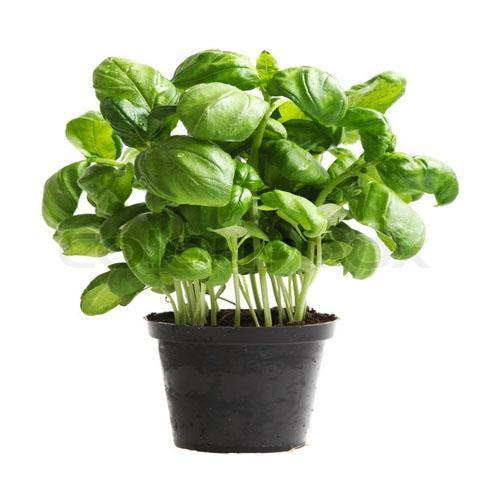 Ocimum Basilicum, Sweet Basil, Sweet Genovese