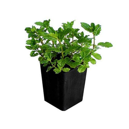 Mint Plant, Mentha