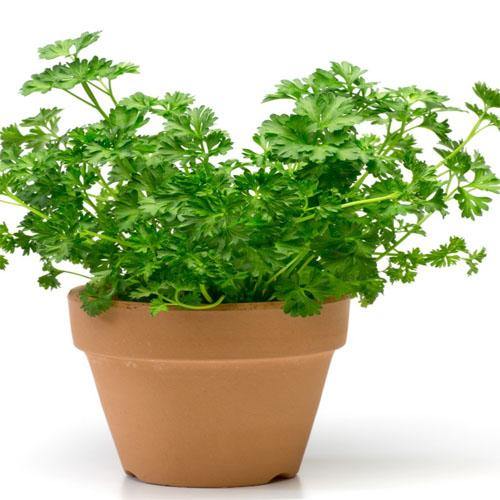 Parsley Plant