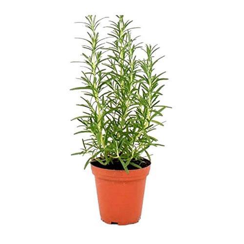 Rosmarinus Officialis, Rosemary Herb Outdoor