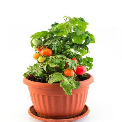 Cherry Tomato Plant