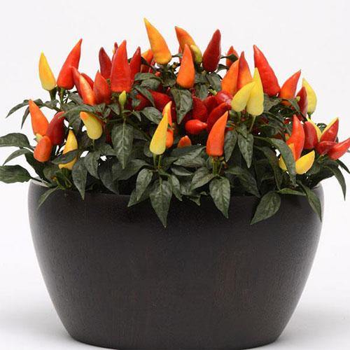 Ornamental Pepper Plant