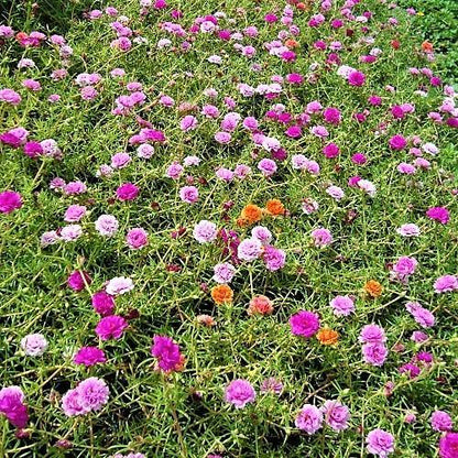 Rose Moss, Portulaca Grandiflora