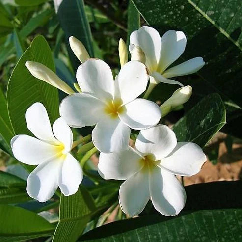 Plumeria Obtusa, Frangipani, The Temple Tree