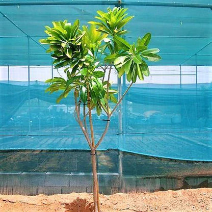 Plumeria Obtusa, Frangipani, The Temple Tree