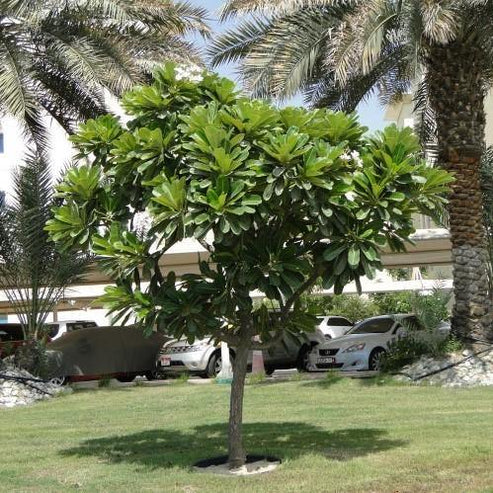 Plumeria Obtusa, Frangipani, The Temple Tree