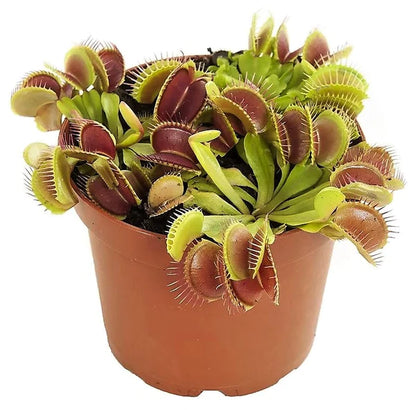 Venus Flytrap , Dionaea Muscipula