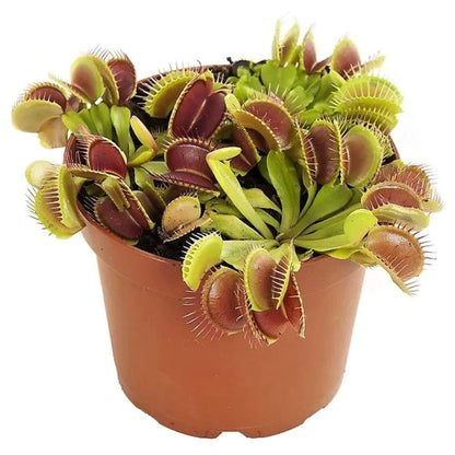 Venus Flytrap , Dionaea Muscipula