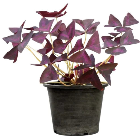 Oxalis Triangularis, Love Plant, Purple Shamrock