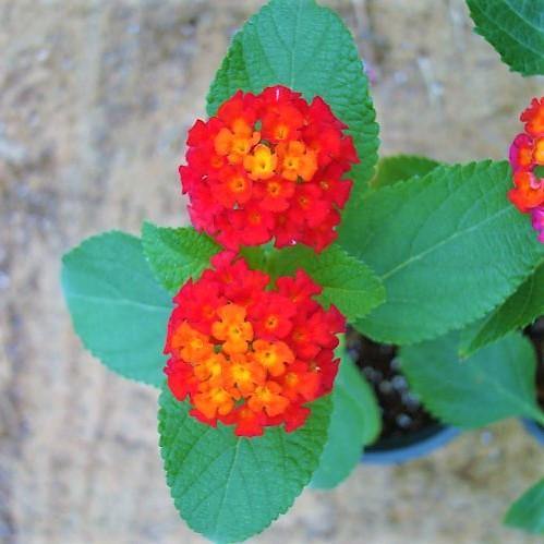 Lantana Camara, Red Sage