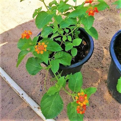 Lantana Camara, Red Sage