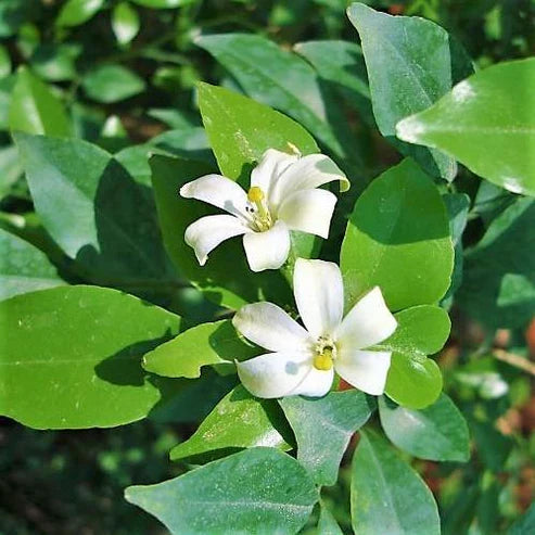 Murraya paniculata, Orange, Thai Jasmine