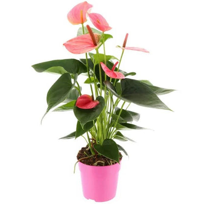 The Flamingo Flower, Anthurium, Andreanum