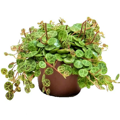 String of Turtles, Peperomia Prostrata