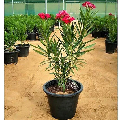 Nerium Oleander