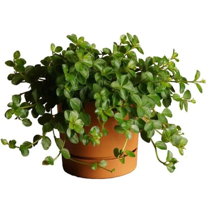 Peperomia Rotundifolia, Hope, Trailing Jade Plant