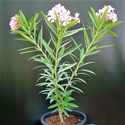 Nerium Oleander