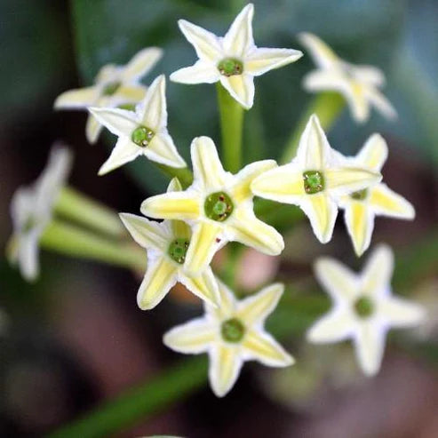 Cestrum nocturnum, Night Queen, Night-blooming jasmine