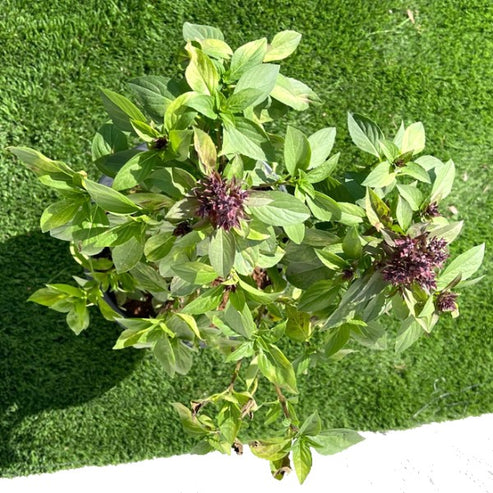 Rehan Herb, Persian Basil, Ocimum Basilicum