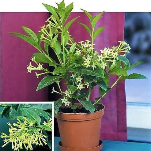 Cestrum nocturnum, Night Queen, Night-blooming jasmine