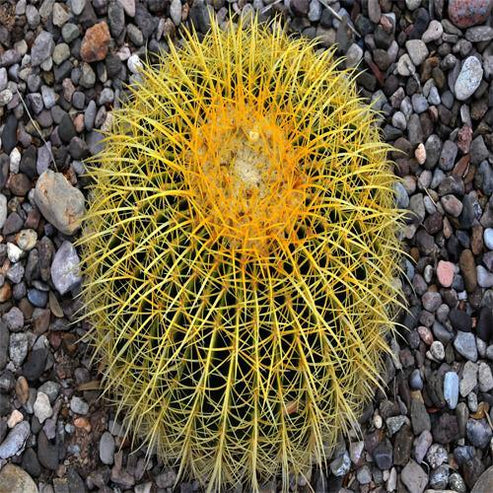 Echinocactus Grusonii, Golden Barrel Cactus, Ball Cactus