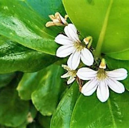 Scaevola frutescens, Vahl Beach Naupaka, Hawaiian Half Flower, Sea Lettuce