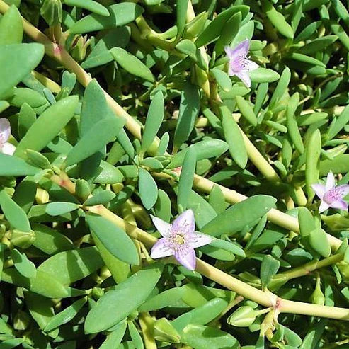 Sesuvium Portulacastrum, Shoreline Seapurslane (small)