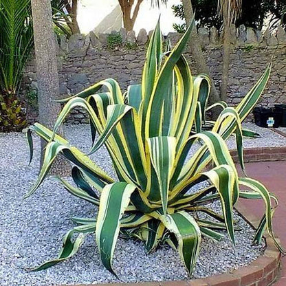 Agave americana marginata, Variegated Century Plant