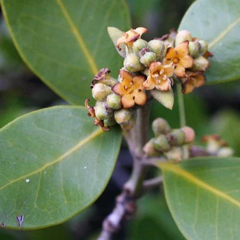 Avicennia Marina, Mangroves