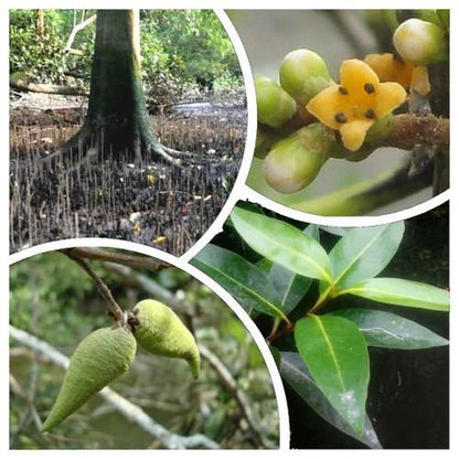 Avicennia Marina, Mangroves