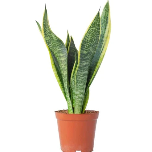 Sansevieria Trifasciata, Superba, Snake Plant, Outdoor