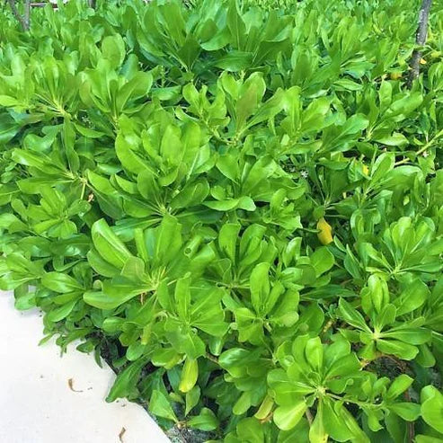 Scaevola frutescens, Vahl Beach Naupaka, Hawaiian Half Flower, Sea Lettuce