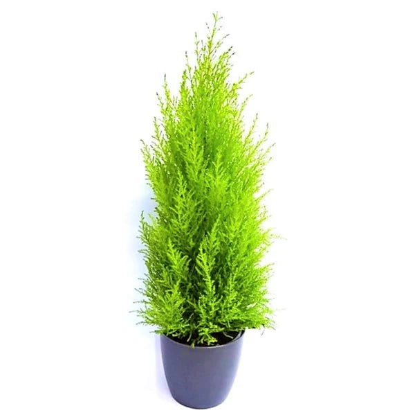 Goldcrest Wilma, Cupressus macrocarpa, Lemon Cyperus