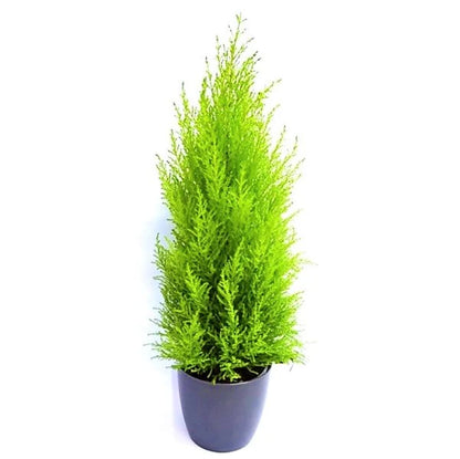 Goldcrest Wilma, Cupressus macrocarpa, Lemon Cyperus