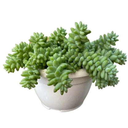 Sedum burrito , Burrows Tail Plant