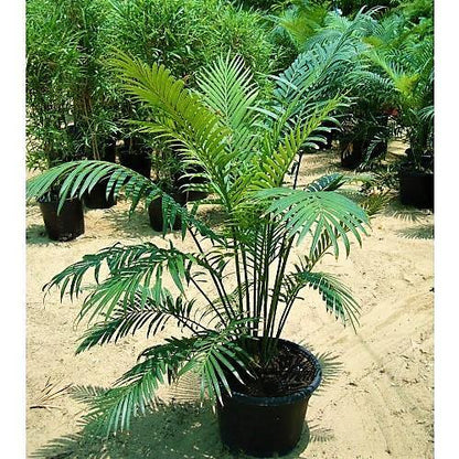 Cycas Circinalis, Queen Sago