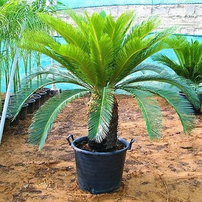 Cycas Revoluta, Sago Palm, outdoor