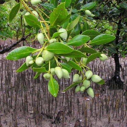 Avicennia Marina, Mangroves