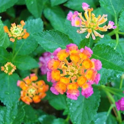 Lantana Camara, Pinkmound, West Indian Lantana