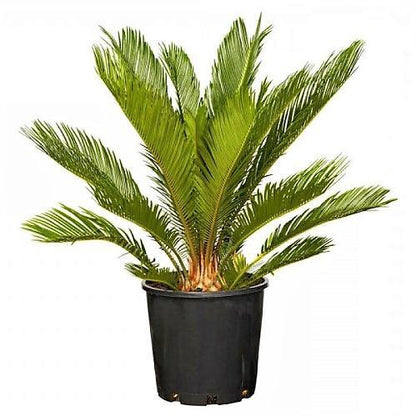 Cycas Circinalis, Queen Sago