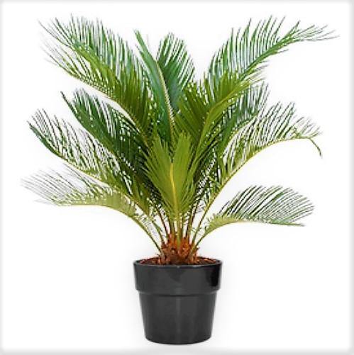 Cycas Circinalis, Queen Sago