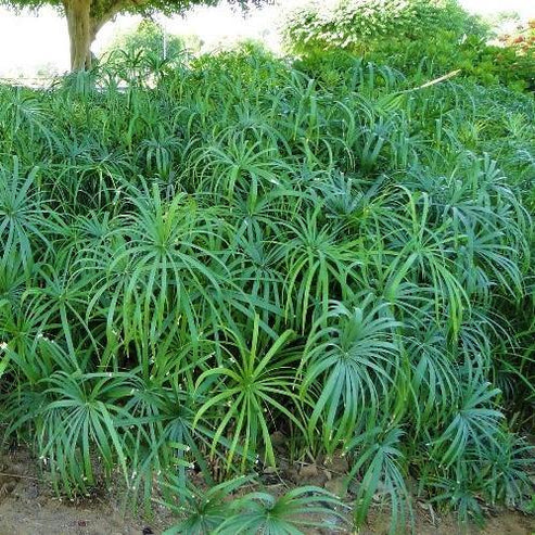 Cyperus Alternifolius, Umbrella Sedge