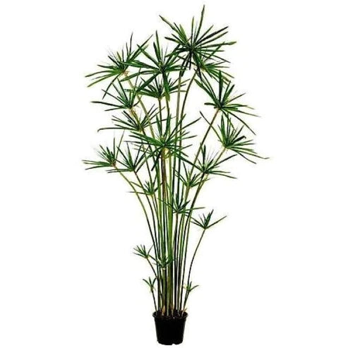 Cyperus Alternifolius, Umbrella Sedge