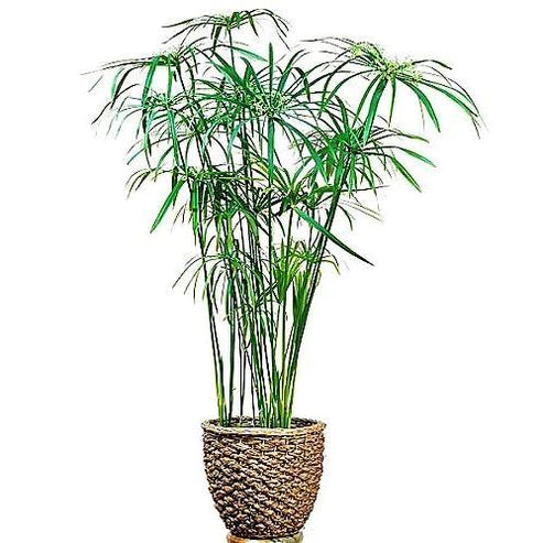 Cyperus Alternifolius, Umbrella Sedge