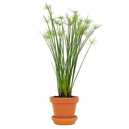 Cyperus Haspan, Dwarf Cyperus