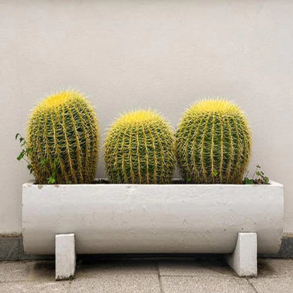 Echinocactus Grusonii, Golden Barrel Cactus, Ball Cactus