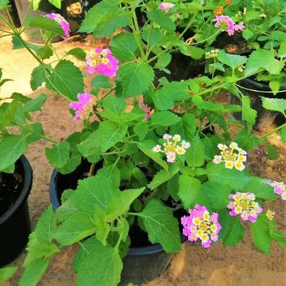 Lantana Camara, Pinkmound, West Indian Lantana