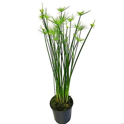 Cyperus Haspan, Dwarf Cyperus