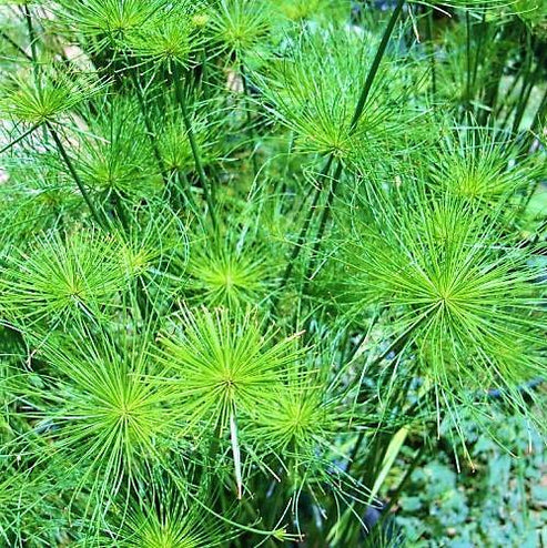 Cyperus Haspan, Dwarf Cyperus